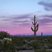 Saguaro Cactus Sunset #2 Art Print