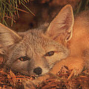 San Joaquin Kit Fox  #1 Art Print