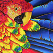 Scarlet Macaw #1 Art Print