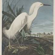 Snowy Heron Or White Egret #1 Art Print