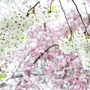 Spring Cherry Blossoms #1 Art Print