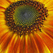 Sunflower Center #1 Art Print