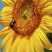 Sunflowers In Bloom #1 Art Print