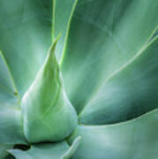 Swan's Neck Agave 2 Art Print