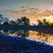 Texas Bluebonnets #1 Art Print