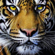 Tiger  #1 Art Print