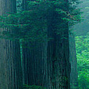 Trees In A Forest, Redwood National #1 Art Print