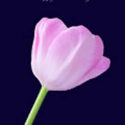 Tulip Beauty For Birthday Art Print
