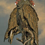 Turkey Vulture Pair #1 Art Print