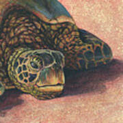 Honu At Rest Art Print