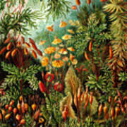 Vintage Botanical #1 Art Print