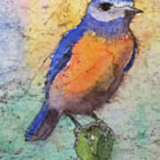 Western Bluebird Art Print