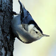 White Breasted Nuthatch Wading River New York #1 Art Print