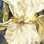 White Iris With Blue #2 Art Print