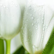 White Tulips #1 Art Print