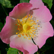 Wild Rose #1 Art Print