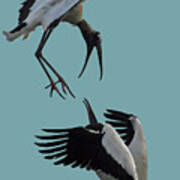 Wood Stork Pair #1 Art Print