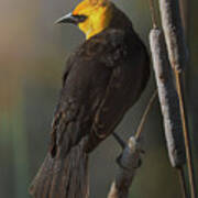 Yellow Headed Blackbird On Cattails Art Print