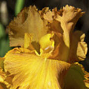 Golden Yellow Iris Art Print