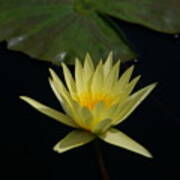Yellow Lotus Waterlily #2 Art Print