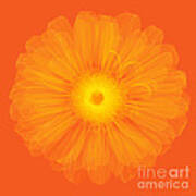 Zinnia Flower, X-ray #1 Art Print