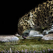 Amur Leopard #10 Art Print