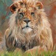 Lion #10 Art Print