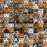 100 Cat Faces Art Print