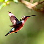 103456 - Ruby-throated Hummingbird Art Print