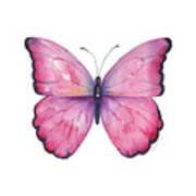 105 Pink Celestina Butterfly Art Print