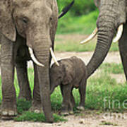 African Elephant Loxodonta Africana #11 Art Print