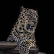 Amur Leopard #13 Art Print