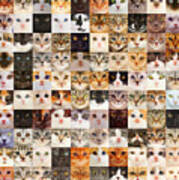 140 Random Cats Art Print