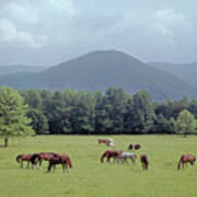 145933 Horses In Pasture Gsmnp Art Print