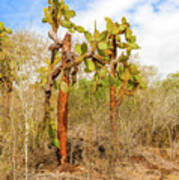 Cactus Trees In Galapagos Islands #15 Art Print