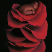Kwasi On A Bed Of Rose Petals Art Print