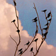 19 Blackbirds Art Print