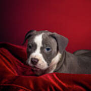 American Pitbull Puppy #2 Art Print