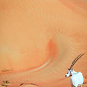 Arabian Oryx Art Print