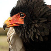 Bateleur Eagle Terathopius Ecaudatus #2 Art Print