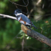Belted Kingfisher #2 Art Print