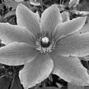 Black And White Clematis  #2 Art Print