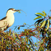 Black Crowned Night Heron #2 Art Print