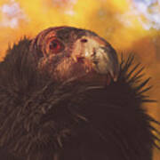 California Condor #2 Art Print
