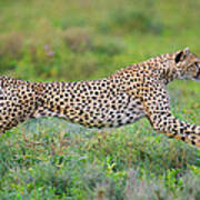 Cheetah Acinonyx Jubatus Hunting #2 Art Print