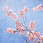 Cherry Blossoms #2 Art Print