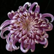 Chrysanthemum 'jefferson Park' #2 Art Print