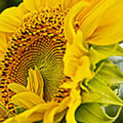 Close-up Of Sunflowers #2 Art Print