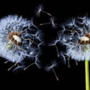 Dandelion On Black Background #2 Art Print