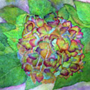 Dried Hydrangea Art Print